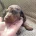Dachshund (Smooth Haired)