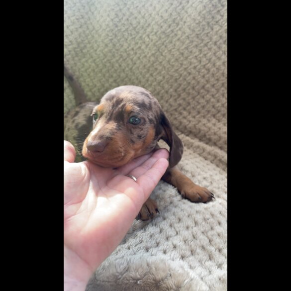 Dachshund (Smooth Haired)