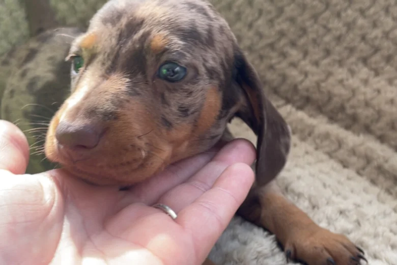 Dachshund (Smooth Haired)