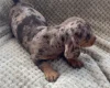 Dachshund (Smooth Haired)
