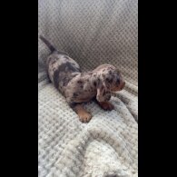 Dachshund (Smooth Haired)