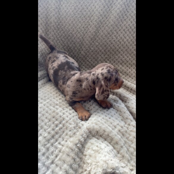 Dachshund (Smooth Haired)
