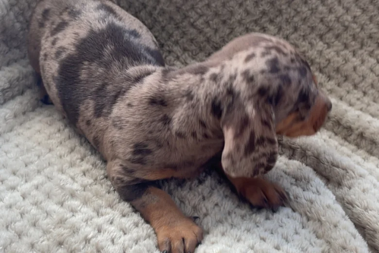 Dachshund (Smooth Haired)