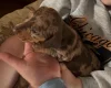 Dachshund (Smooth Haired)