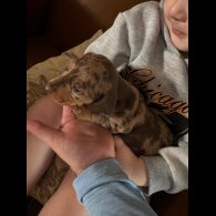 Dachshund (Smooth Haired)