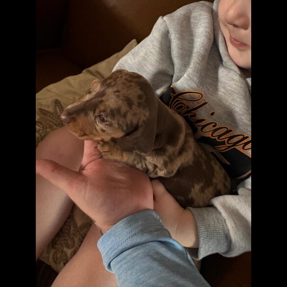 Dachshund (Smooth Haired)
