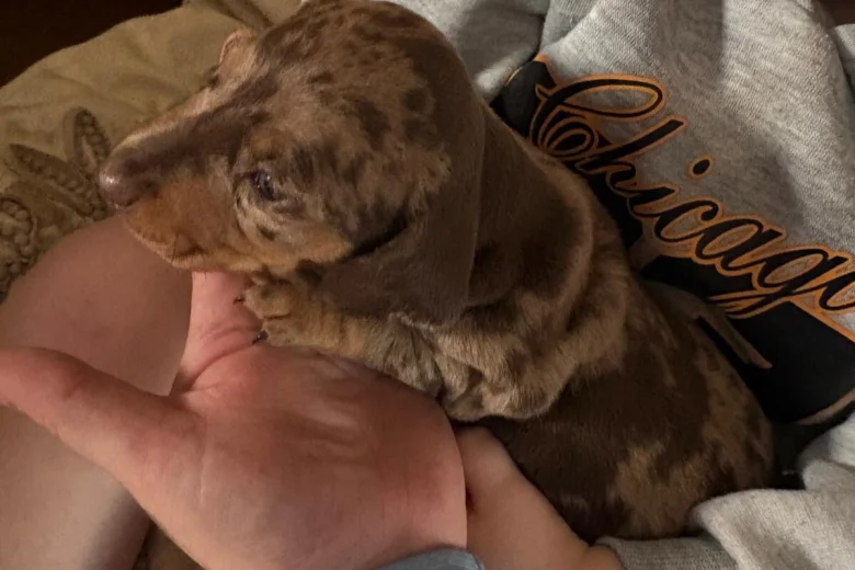 Dachshund (Smooth Haired)