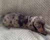 Dachshund (Smooth Haired)
