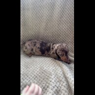 Dachshund (Smooth Haired)