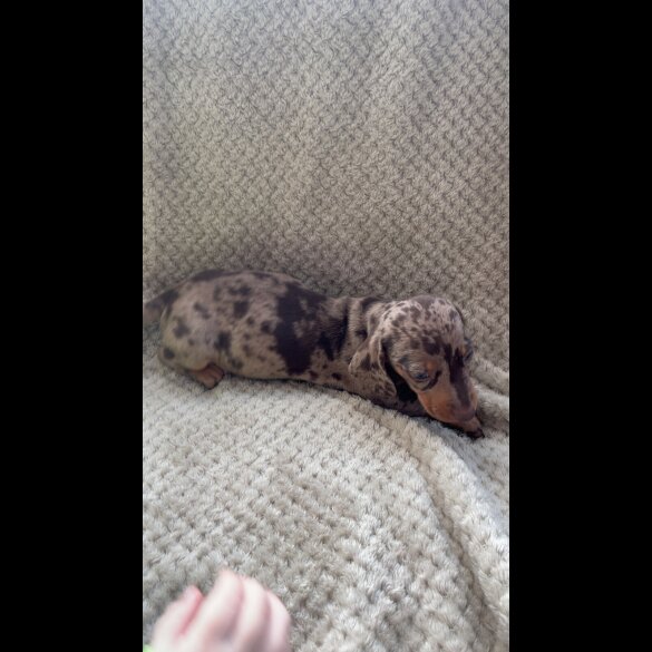 Dachshund (Smooth Haired)