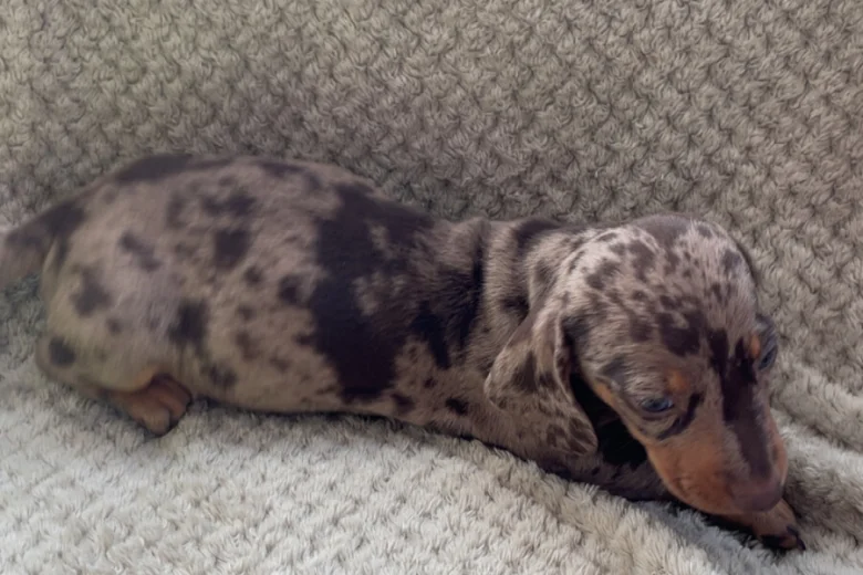 Dachshund (Smooth Haired)