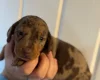 Dachshund (Smooth Haired)