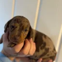 Dachshund (Smooth Haired)