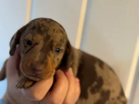 Dachshund (Smooth Haired)