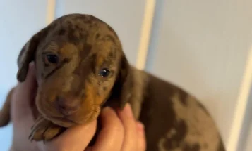 Dachshund (Smooth Haired)