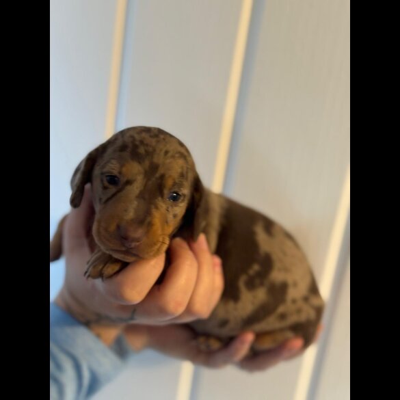 Dachshund (Smooth Haired)