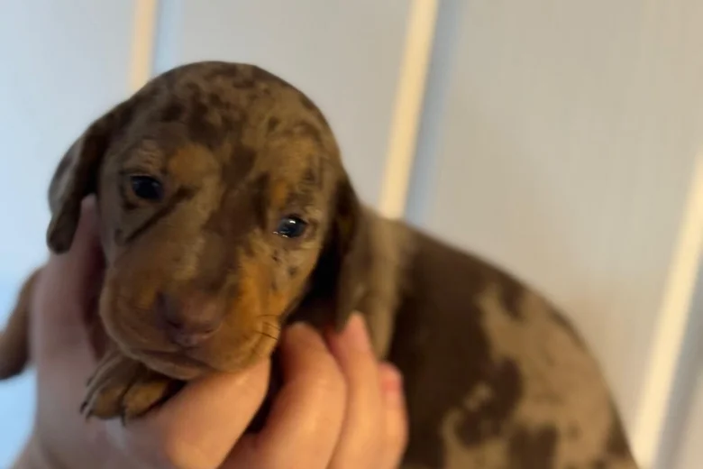 Dachshund (Smooth Haired)