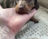 Dachshund (Smooth Haired)