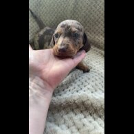 Dachshund (Smooth Haired)