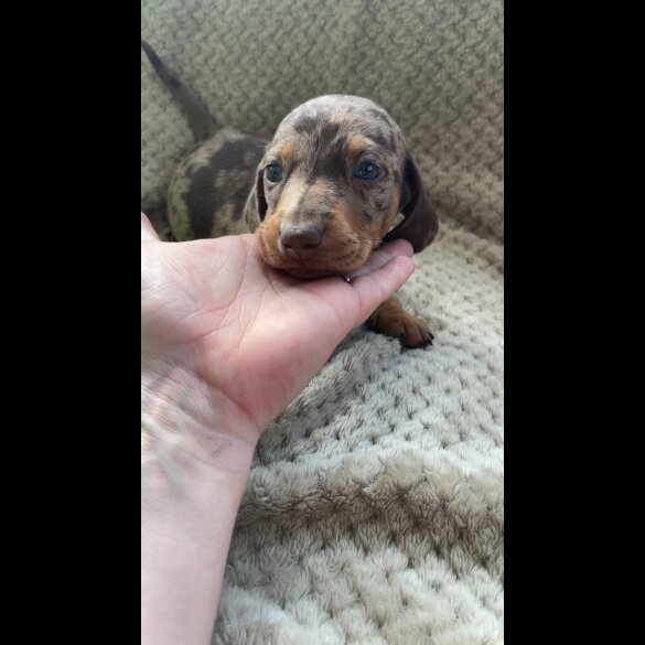 Dachshund (Smooth Haired)