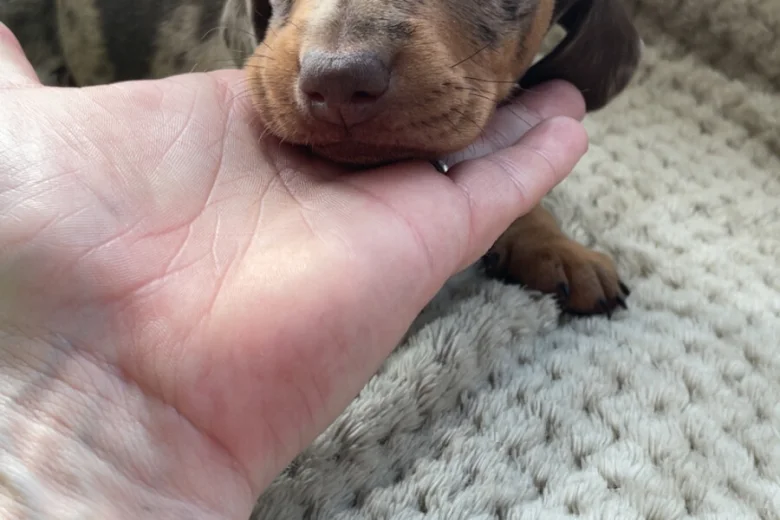Dachshund (Smooth Haired)