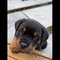 Rottweiler