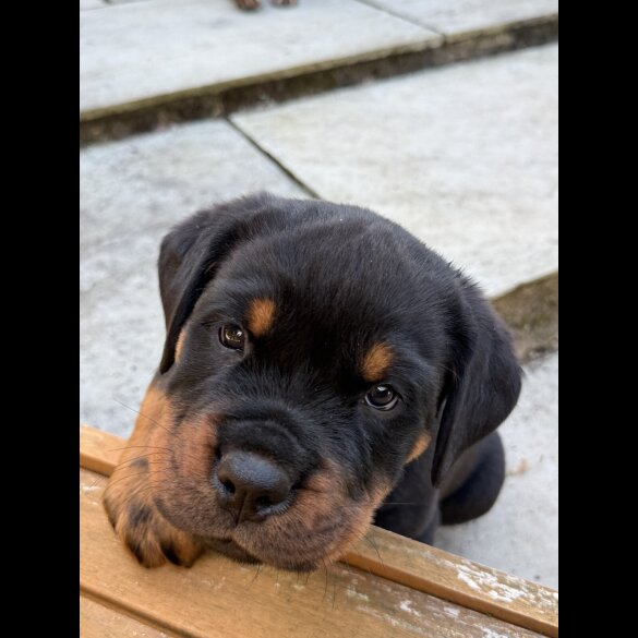 Rottweiler