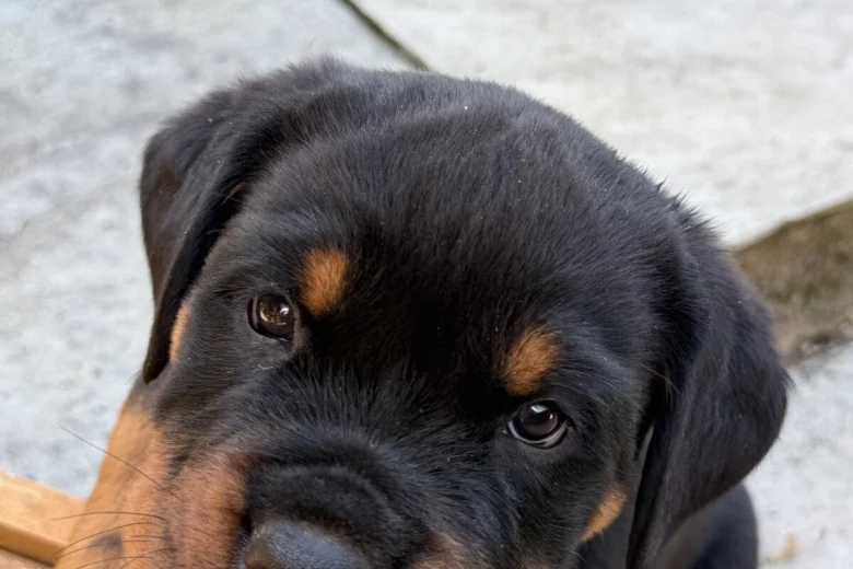 Rottweiler