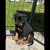 Rottweiler