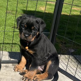 Rottweiler