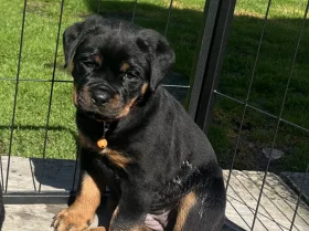 Rottweiler