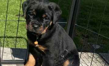 Rottweiler