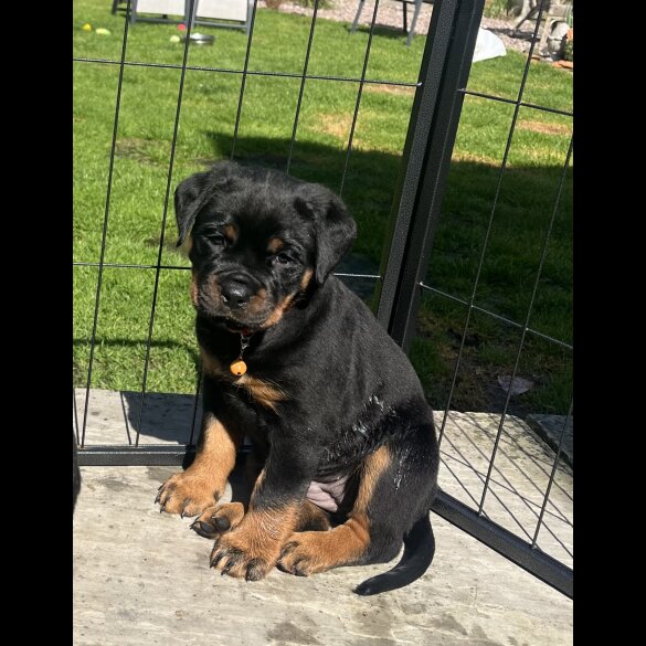 Rottweiler