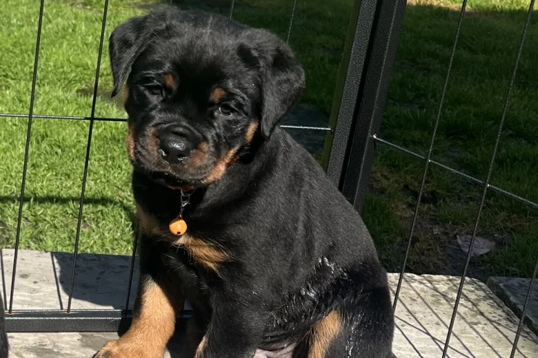 Rottweiler