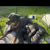 Rottweiler