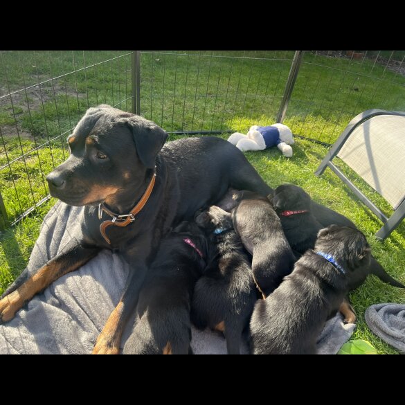 Rottweiler