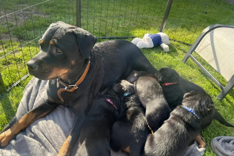 Rottweiler