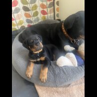 Rottweiler