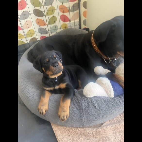 Rottweiler