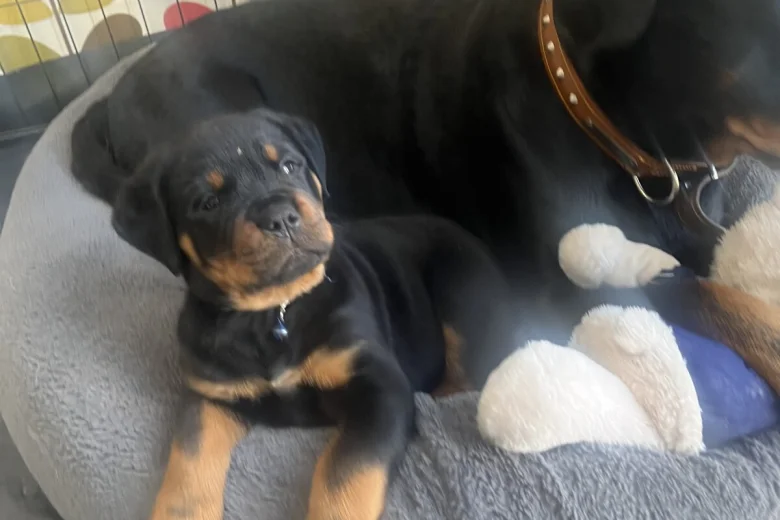 Rottweiler