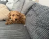Cockapoo