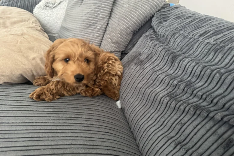 Cockapoo