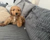 Cockapoo