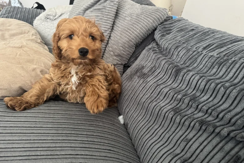 Cockapoo