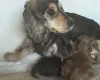 Cockapoo