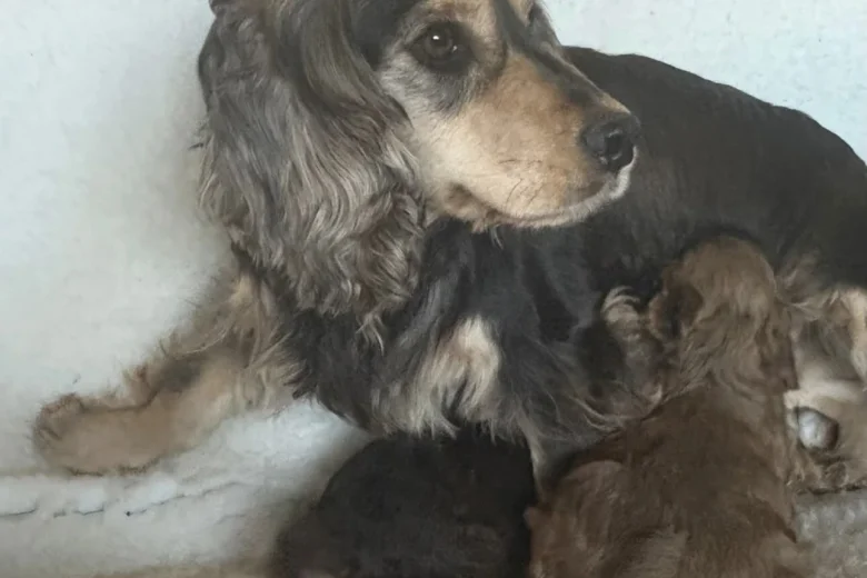 Cockapoo