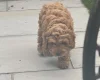 Cockapoo