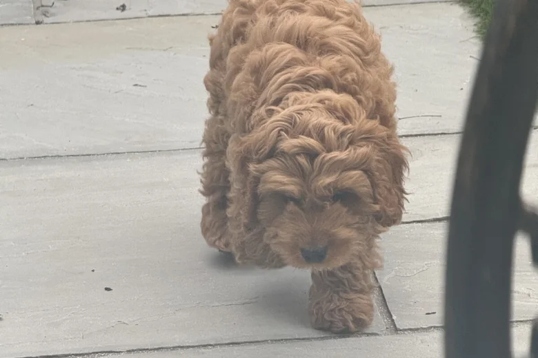 Cockapoo