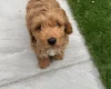 Cockapoo