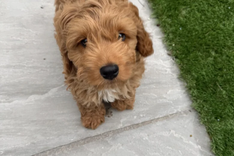 Cockapoo